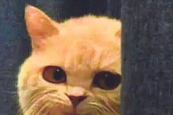 抖音虎二是同性恋吗 和虎炮炮早就在一起了