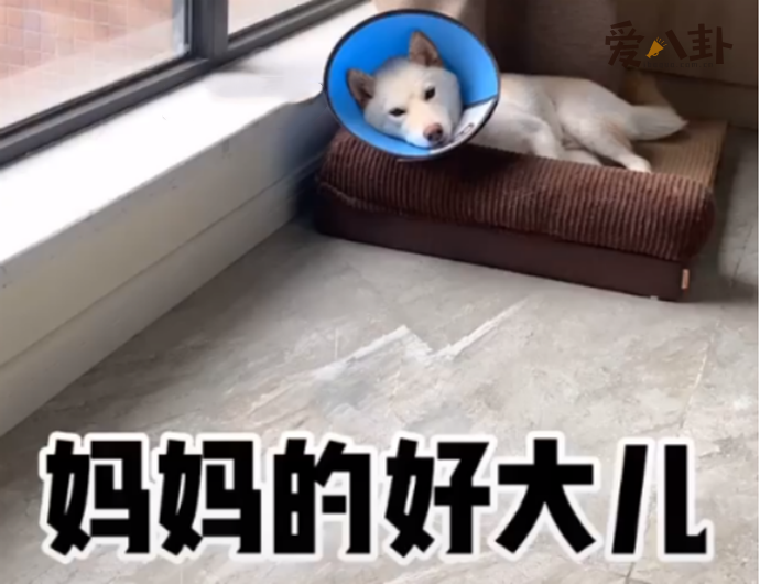 妈妈的好大儿怎么流行起来的