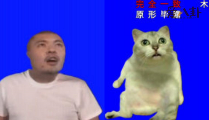 mur猫表情包的出处是什么