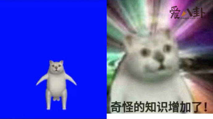 mur猫奇怪的知识增加了