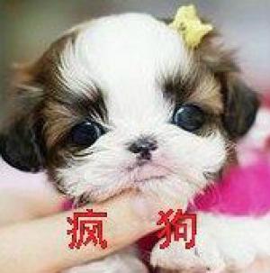疯狗炼金